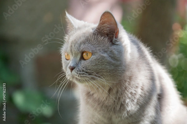 Obraz Katze - Britisch Kurzhaar