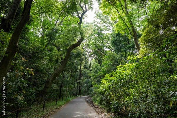 Fototapeta 初夏の新緑の森　明治神宮の森