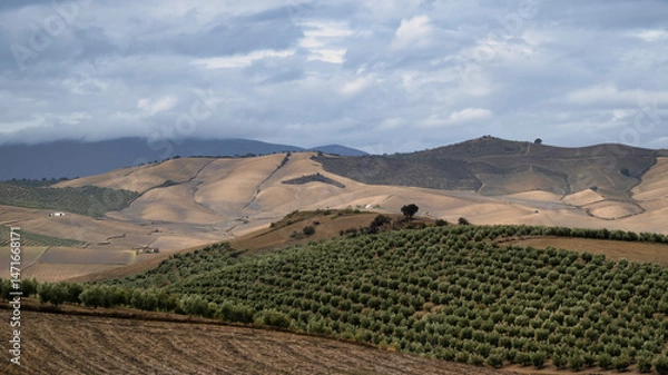 Fototapeta The rolling hills of Andalusia, southern Spain, with white Fincas dotted amoungst the olive groves