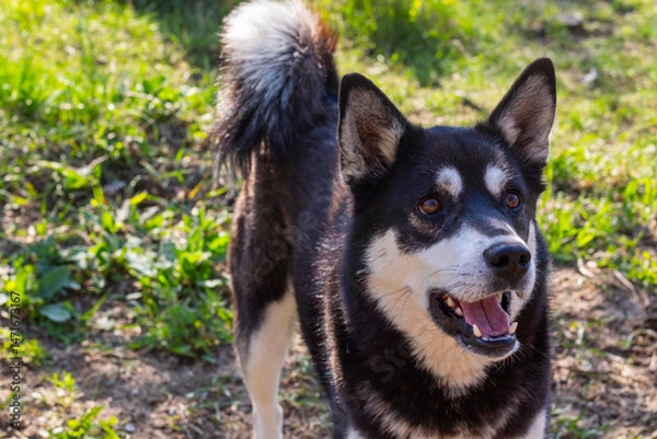 Fototapeta husky dog portrait