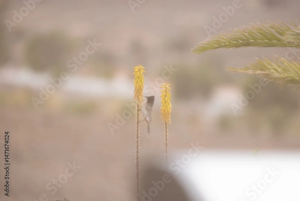 Fototapeta A bird on a dry grass in the wind
