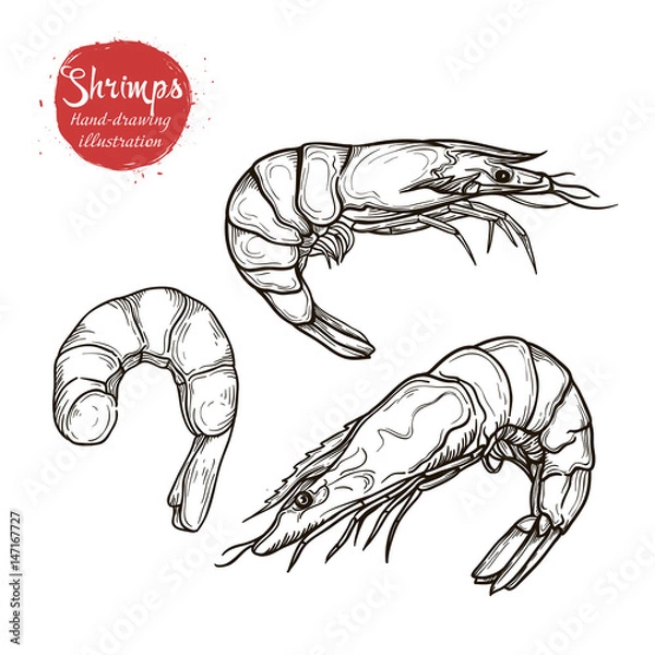 Obraz Vector sketch handmade marine shrimp