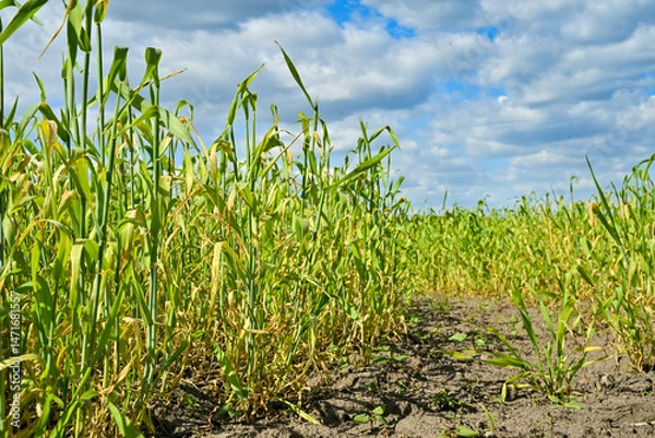 Obraz Grain field in spring, the grain dries up, drought