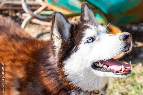 Fototapeta husky dog portrait