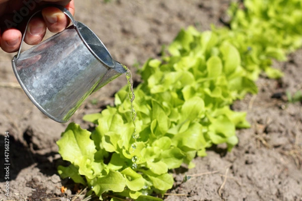 Obraz water from a small watering can against the background of green lettuce leaves. watering vegetable beds