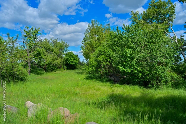 Obraz Park, shrubs blooming in spring