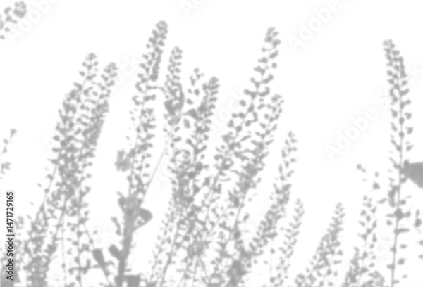 Fototapeta The shadow of the field grass on the white wall. A black and white image to overlay on a photo or mockup