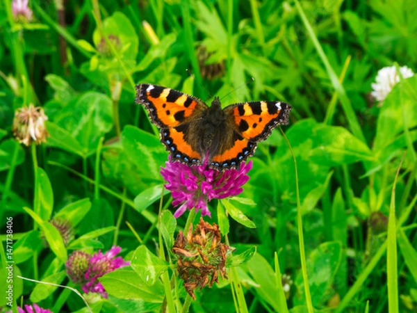 Fototapeta Aglais urticae_Kleiner Fuchs on red clover blossom