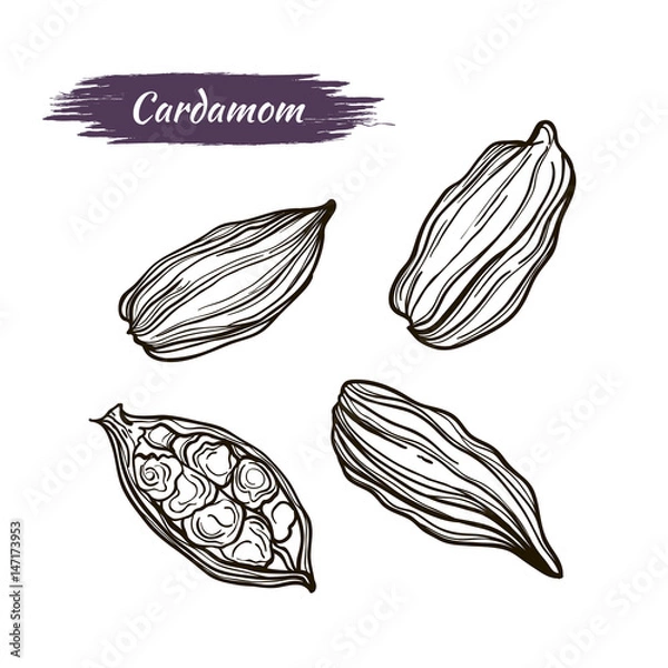 Obraz drawing handmade cardamom