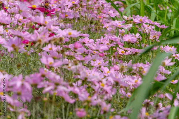 Fototapeta 満開のピンク色のコスモス畑