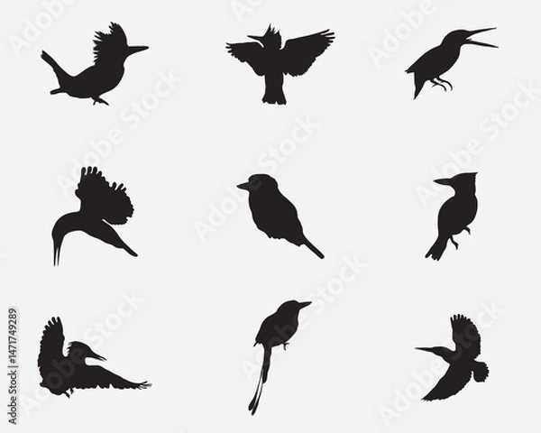 Fototapeta type of kingfishers bird vector silhoutte collections.kingfishers bird illustration bundle isolated on background