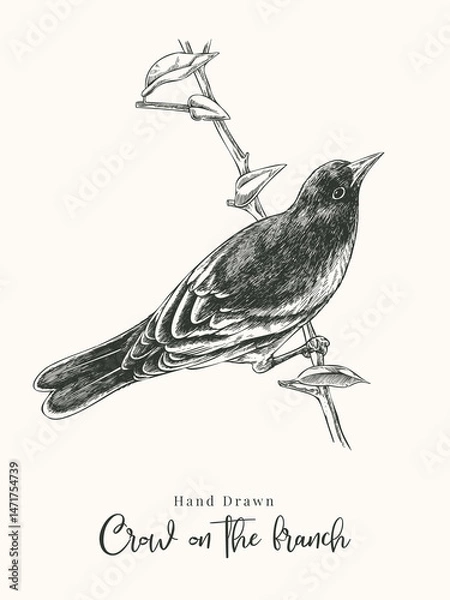 Obraz Hand Drawn Raven or Crow Illustration Perched on a Tree Branch