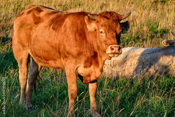 Fototapeta Cow portrait, cows on the pasture in summer
