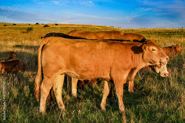 Obraz Cow portrait, cows on the pasture in summer