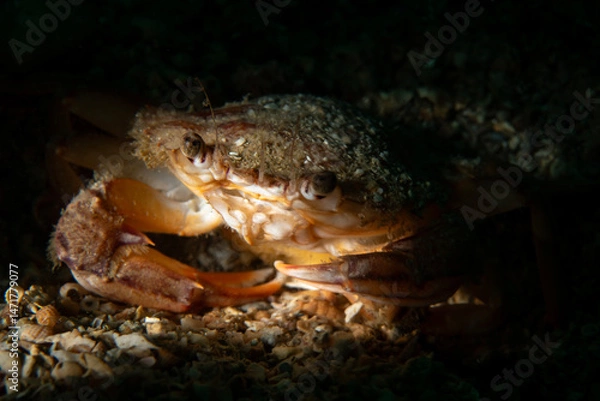 Fototapeta Swimming crab, also known as Harbor crab, named after the species Polybius depurator