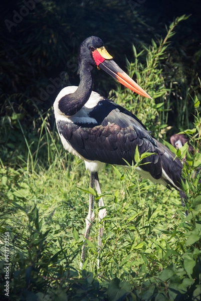 Obraz Stork in the grass