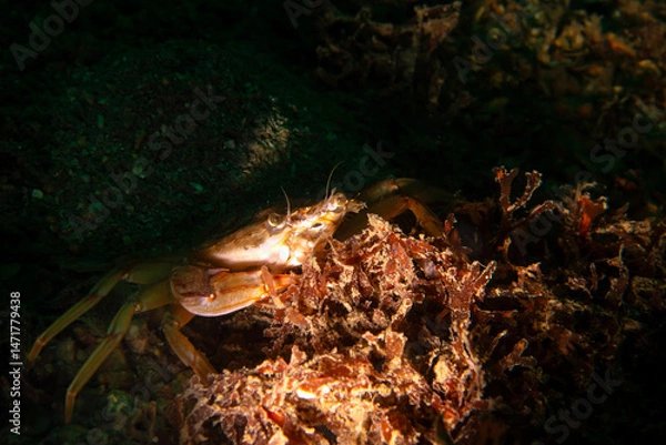 Fototapeta Swimming crab, also known as Harbor crab, named after the species Polybius depurator