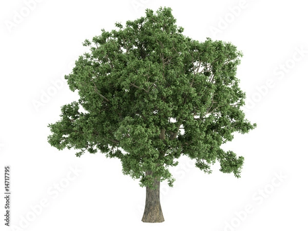 Obraz Oak_(Quercus)