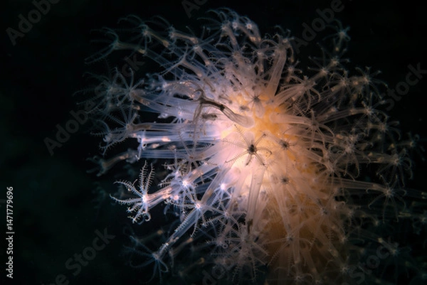 Fototapeta Veretillum is a genus in the family Veretillidae. The genus contains bioluminescent species.