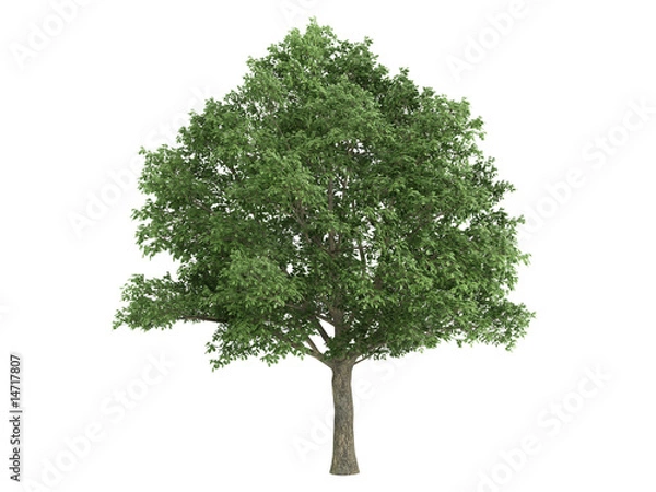 Obraz Oak_ (Quercus_robur)