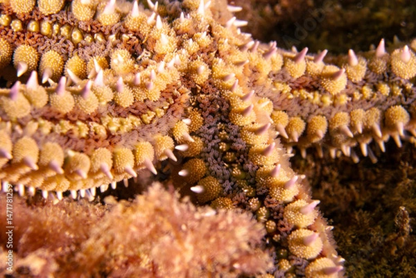 Fototapeta Marthasterias glacialis in impressive underwater landscape close-up