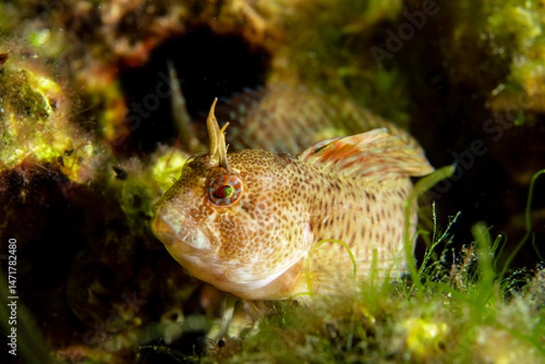 Fototapeta A blenny in it's natural habitat