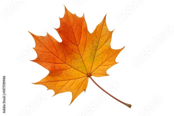 Obraz Maple leaf on transparent background