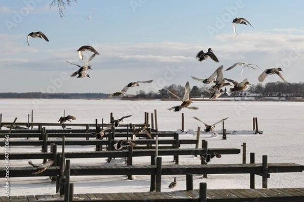 Obraz Bootsstege in Fredericksminde