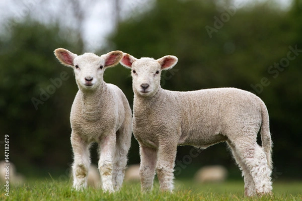 Fototapeta Pair of Cute Lambs looking at camera stood in field