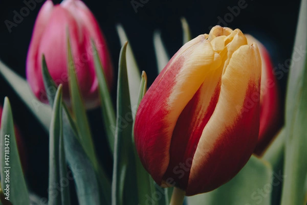 Obraz Red and yellow tulip
