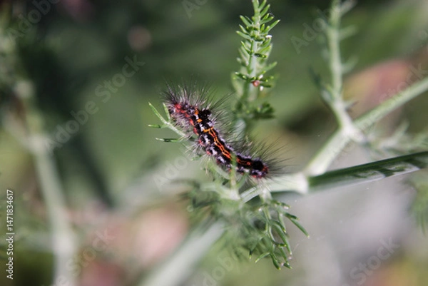 Obraz Butterfly on a leaf