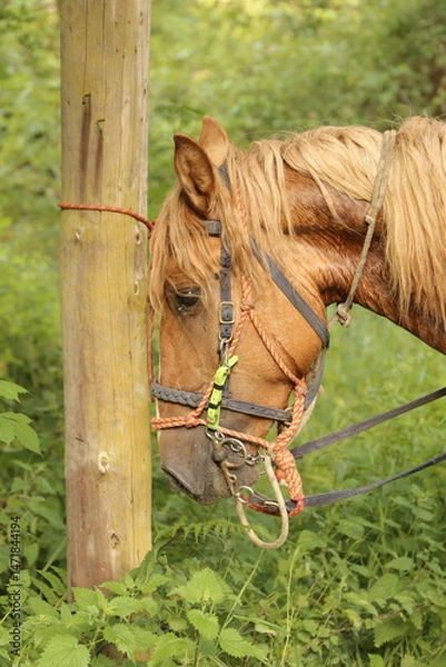 Fototapeta Caballo