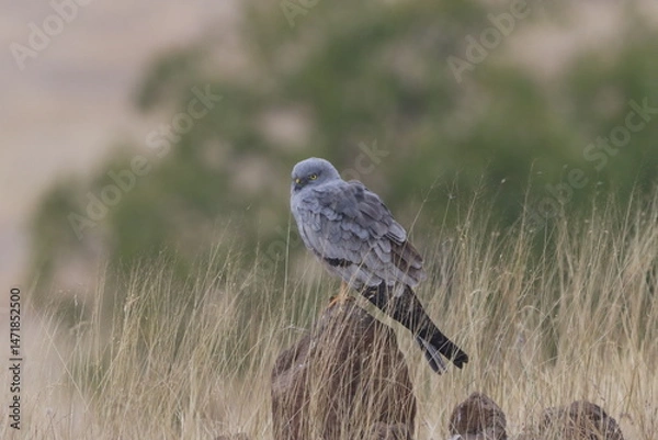 Fototapeta This striking image captures Montagu’s Harrier, a slender and elegant bird of prey known for its graceful flight over open grasslands and agricultural fields. With its long wings, narrow body, and kee