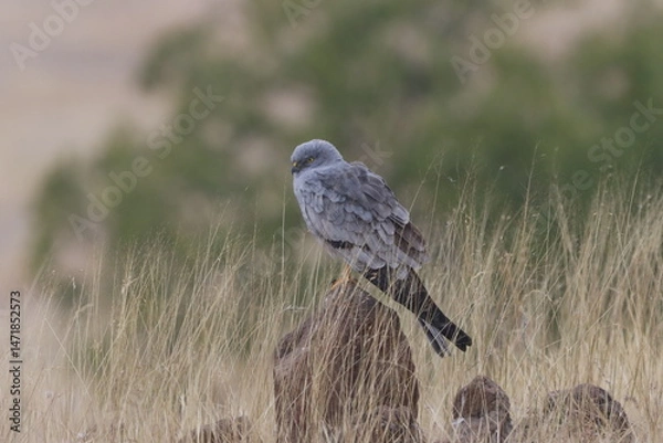 Fototapeta This striking image captures Montagu’s Harrier, a slender and elegant bird of prey known for its graceful flight over open grasslands and agricultural fields. With its long wings, narrow body, and kee