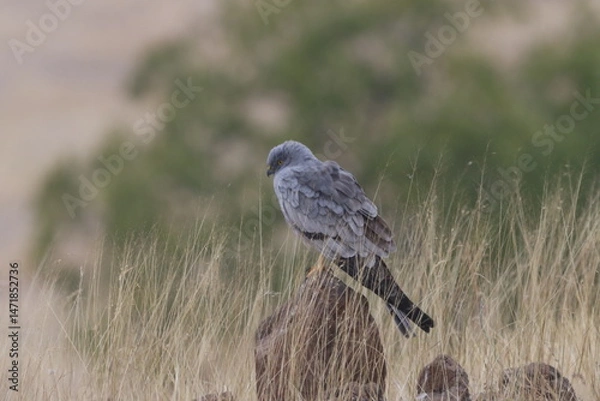Fototapeta This striking image captures Montagu’s Harrier, a slender and elegant bird of prey known for its graceful flight over open grasslands and agricultural fields. With its long wings, narrow body, and kee