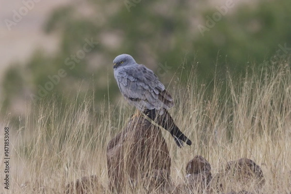 Fototapeta This striking image captures Montagu’s Harrier, a slender and elegant bird of prey known for its graceful flight over open grasslands and agricultural fields. With its long wings, narrow body, and kee