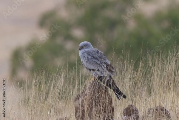 Fototapeta This striking image captures Montagu’s Harrier, a slender and elegant bird of prey known for its graceful flight over open grasslands and agricultural fields. With its long wings, narrow body, and kee
