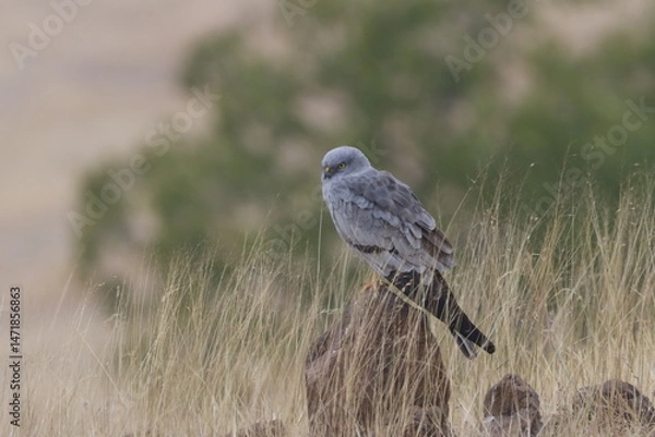 Fototapeta This striking image captures Montagu’s Harrier, a slender and elegant bird of prey known for its graceful flight over open grasslands and agricultural fields. With its long wings, narrow body, and kee