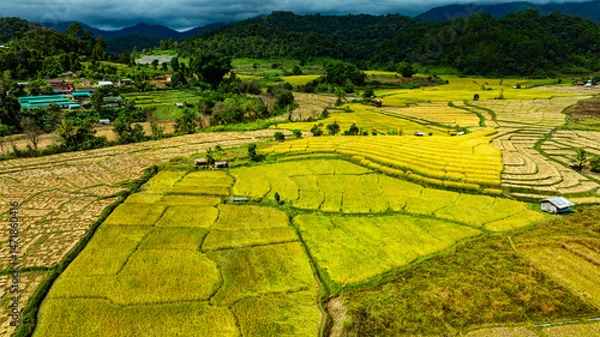 Obraz A view from above of golden-yellow rice fields planted in terraced rows. At harvest time, farmers bow their heads to harvest the rice. The sunlight shines on the golden rice stalks. rice field