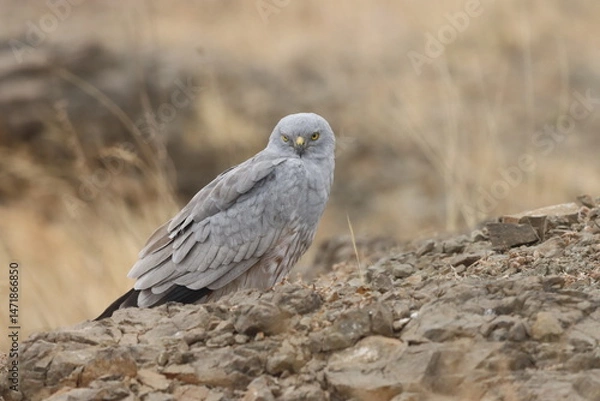 Fototapeta This striking image captures Montagu’s Harrier, a slender and elegant bird of prey known for its graceful flight over open grasslands and agricultural fields. With its long wings, narrow body, and eye