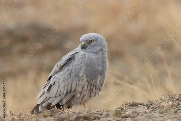 Fototapeta This striking image captures Montagu’s Harrier, a slender and elegant bird of prey known for its graceful flight over open grasslands and agricultural fields. With its long wings, narrow body, and eye