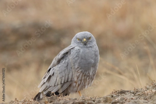 Fototapeta This striking image captures Montagu’s Harrier, a slender and elegant bird of prey known for its graceful flight over open grasslands and agricultural fields. With its long wings, narrow body, and eye