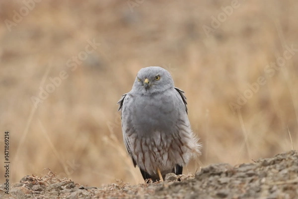 Fototapeta This striking image captures Montagu’s Harrier, a slender and elegant bird of prey known for its graceful flight over open grasslands and agricultural fields. With its long wings, narrow body, and eye