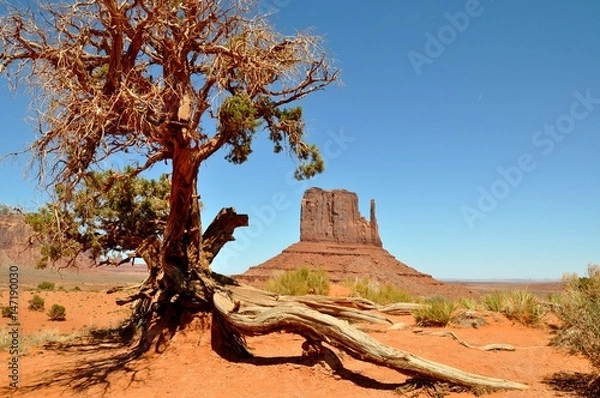 Obraz Monument Valley Berg mit Baum