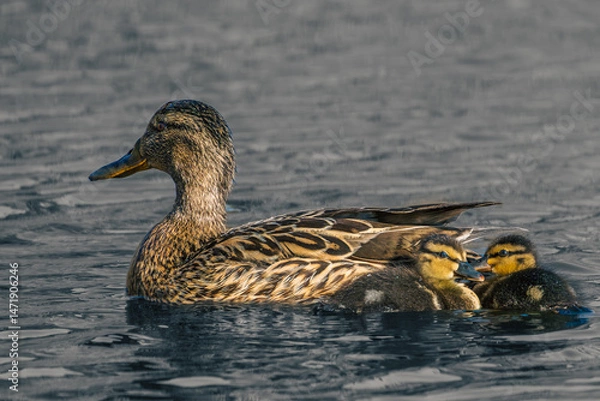 Fototapeta duck and ducklings