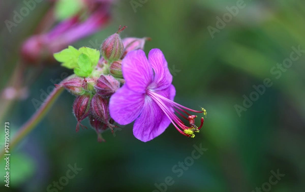 Fototapeta A bell of Sticky purple geranium, on a green blurred background.