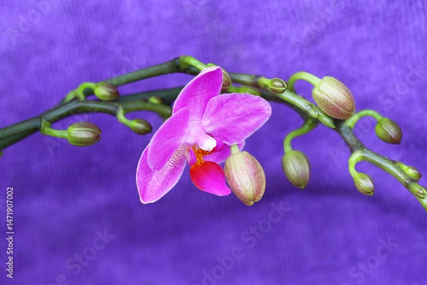 Fototapeta Single purple Phalaenopsis Aphrodite flower with buds on blue background...