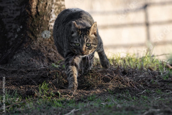 Obraz 秋のすすきとキジトラ柄の野良猫