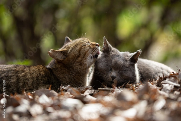 Obraz 森で仲良く身を寄せ合って毛繕いしてる茶トラ柄の野良猫とグレーの毛並みの野良猫