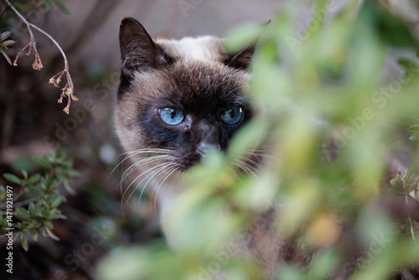 Obraz 瞳が宝石みたいで綺麗なシャム猫柄の野良猫